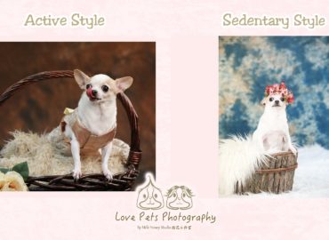 Love Pets Photography 寵物攝影. Milk Honey Studio 拾花工作室