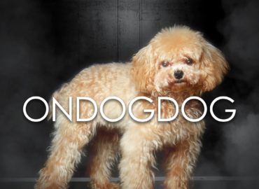 OnDogDog Pet Photography Studio 寵物攝影 影樓