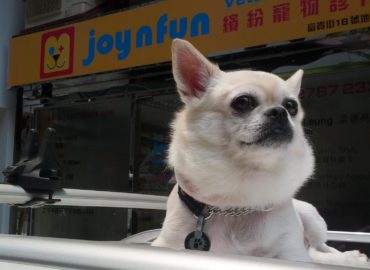 繽紛寵物診所 Joy n Fun Veterinary Clinic